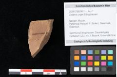 Foto (Objekt + Etikett) von Zostena ungeri Ettingshausen (NHMW-GEO-2024-0188-0451)